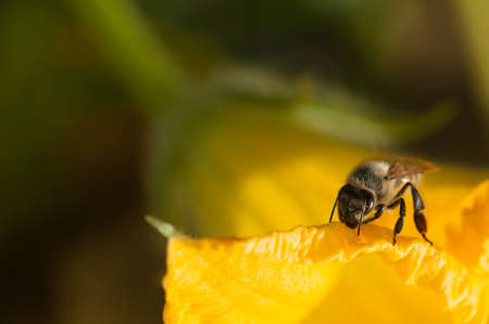 Bee collects pollen in a pumpkin flower
