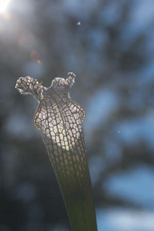 close up of Saracenia carnivorous plant on natural backgroundの写真素材