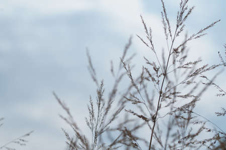 group of spikes of grass on natural backgroundの写真素材