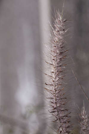 group of spikes of grass on natural backgroundの写真素材