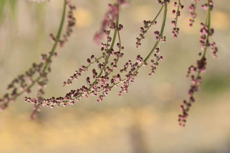 group of spikes of grass on natural backgroundの写真素材