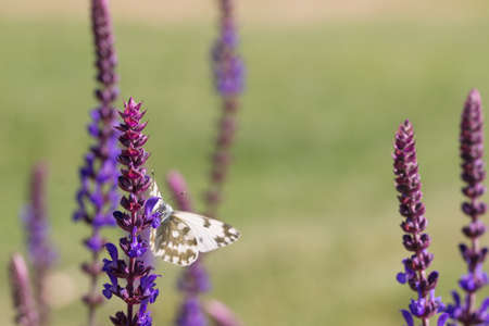butterfly in a field of wild Sage flowerの写真素材