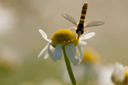 Hover fly mimic wasp collecting nectar from a yellow flowerの写真素材
