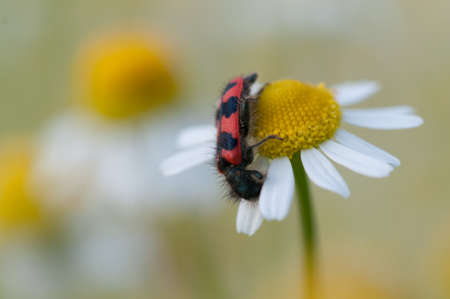 close up of Black and red beetle sits on chamomile flowers.の写真素材