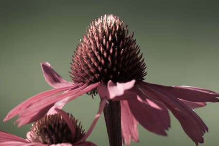 echinacea pink medicinal flower blossom close upの写真素材