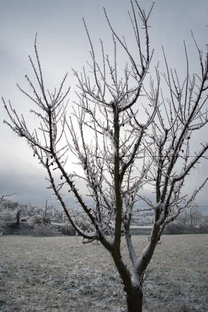 Glazed Tree Branch After Winter Frozen Rain,の写真素材