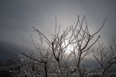 Glazed Tree Branch After Winter Frozen Rain,の写真素材