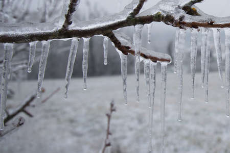 Glazed Tree Branch After Winter Frozen Rain,の写真素材