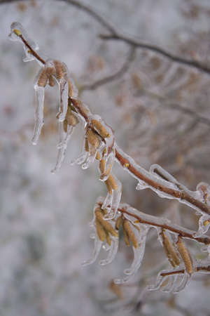 Glazed Tree Branch After Winter Frozen Rain,の写真素材
