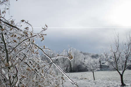 Glazed Tree Branch After Winter Frozen Rain,の写真素材