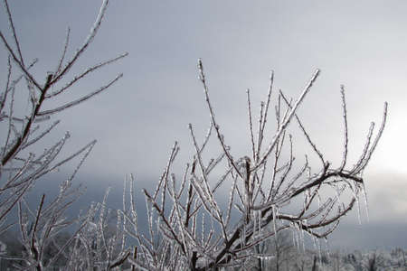Glazed Tree Branch After Winter Frozen Rain,の写真素材