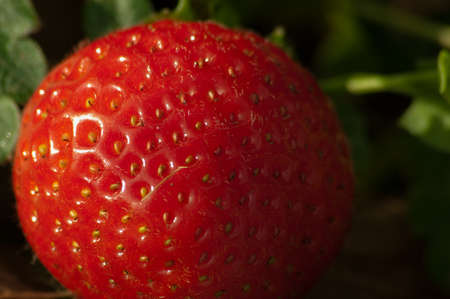 wild small strawberries in the Woods forestの写真素材