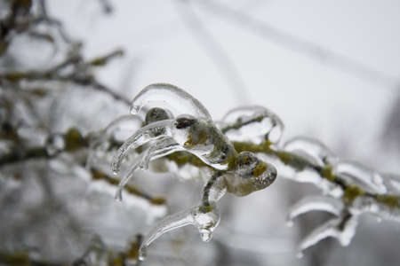 Glazed Tree Branch After Winter Frozen Rain,の写真素材