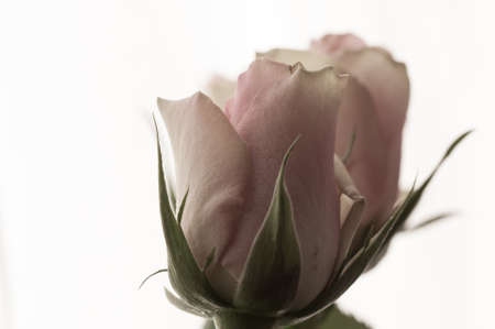 bud rose close up on white backgroundの写真素材