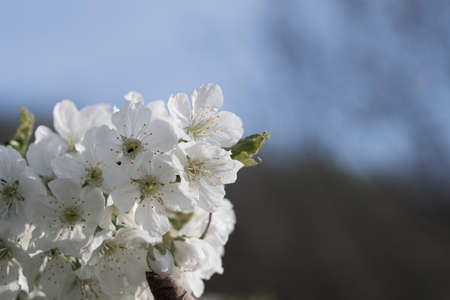 Spingtime, beautiful blossom of cherry on natural background