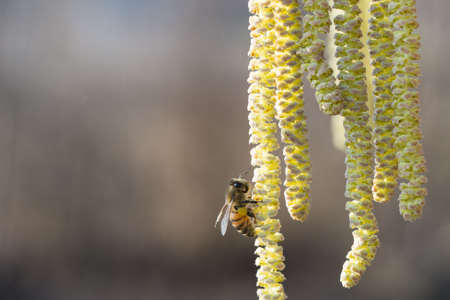 Bee collects pollen on Hazel plant it spingtimeの写真素材
