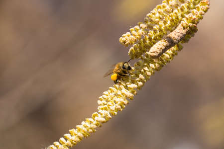 Bee collects pollen on Hazel plant it spingtimeの写真素材