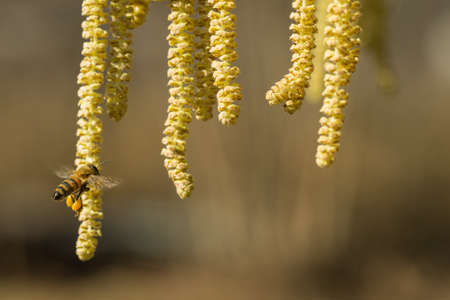 Bee collects pollen on Hazel plant it spingtimeの写真素材