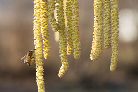 Bee collects pollen on Hazel plant it spingtimeの写真素材