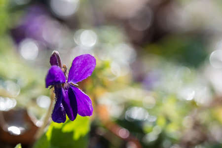 spring,sweet wild violets close up on natural backgroundの写真素材