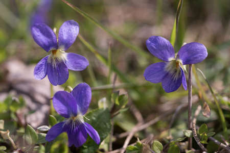 spring,sweet wild violets close up on natural backgroundの写真素材
