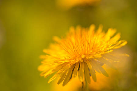 dandelion flower,tarassacum officinalis, close up on natural backgroundの写真素材