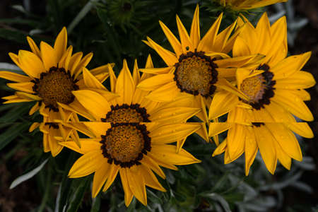 bright yellow flowers of Gazania splendens genus asteraceae with composite flower petalsの写真素材