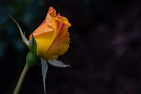 yellow and red rose-bud on blak backgroundの写真素材