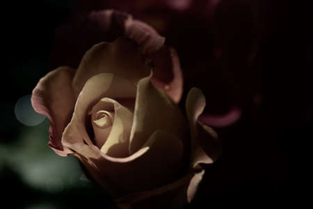 yellow and red rose-bud on blak backgroundの写真素材