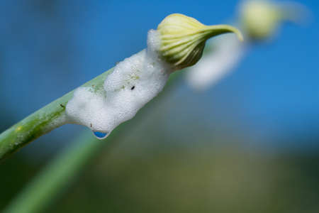 Organic onion bud with white foam of Philaneus spumarius.の写真素材