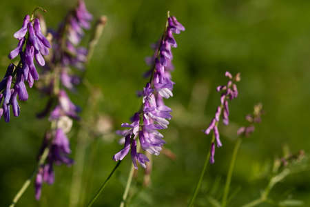 Wild vetch flowers on blue sky backgoundsの写真素材