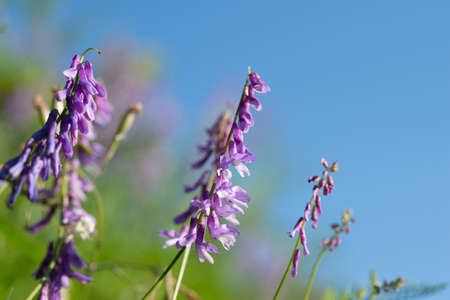 Wild vetch flowers on blue sky backgoundsの写真素材