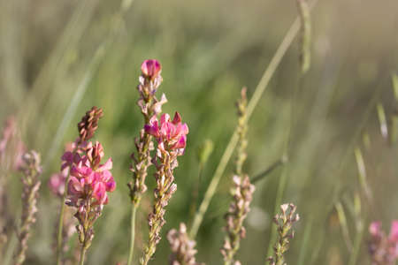 Esparcet pink flowers ,Onobrychis viciifolia on natural backgroundの写真素材