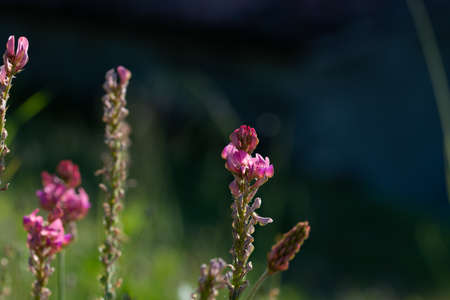 Esparcet pink flowers ,Onobrychis viciifolia on natural backgroundの写真素材