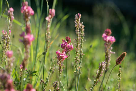 Esparcet pink flowers ,Onobrychis viciifolia on natural backgroundの写真素材