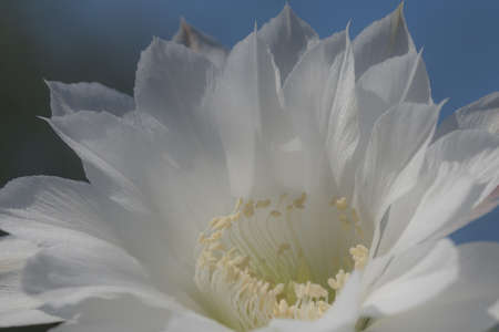 Beautiful white flower of Cactus Echinopsis blooming on sunshine day with natural backgroundの写真素材