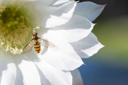 Beautiful white flower of Cactus Echinopsis blooming on sunshine day with natural backgroundの写真素材