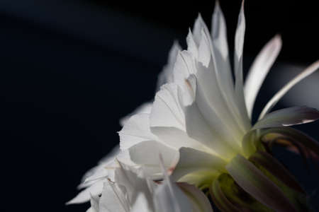 Beautiful white flower of Cactus Echinopsis blooming on sunshine day with natural backgroundの写真素材