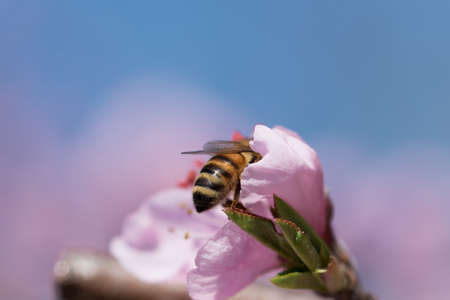 honey bee pollinates peach blossom on natural background of blue skyの写真素材