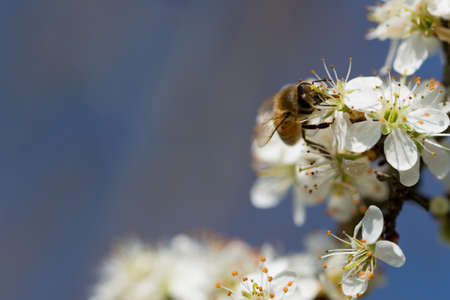 honey bee pollinates prunus blossom on beautiful background of blue skyの写真素材