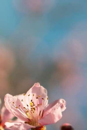 image of soft pink peach blossoms on light blue bokeh backgroundの写真素材