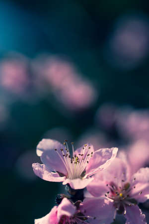 image of soft pink peach blossoms on light blue bokeh backgroundの写真素材