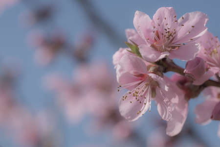 image of soft pink peach blossoms on light blue bokeh backgroundの写真素材