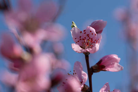 image of soft pink peach blossoms on light blue bokeh backgroundの写真素材
