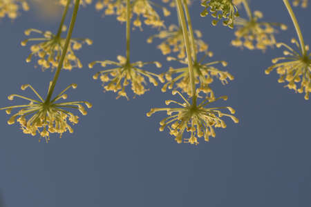 Close up of fennel flowers on blue sky background