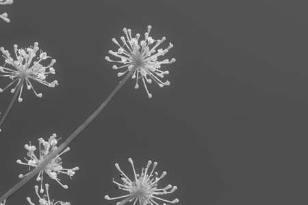 Close up of black and white fennel flowers on grey backgroundの写真素材