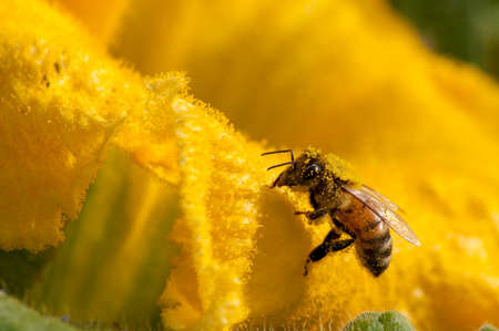 Bees at work, pollinating pumpkin flower,on natural backgroundの写真素材