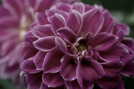 close up of purple dalia flower on a dark backgroundの写真素材