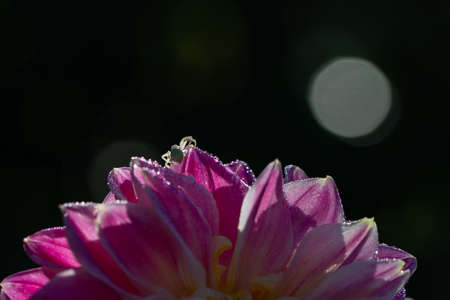 close up of purple dalia flower on a dark backgroundの写真素材