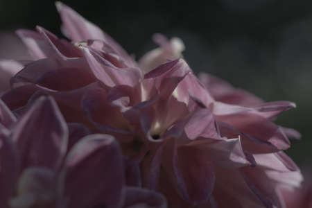 close up of purple dalia flower on a dark backgroundの写真素材